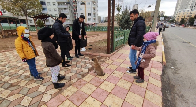 Mardin’de sokak hayvanları için mama bırakıldı 