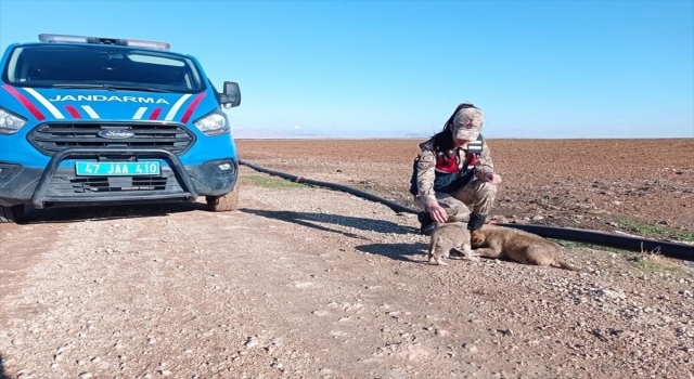 Mardin’de jandarmadan sokak hayvanlarına yiyecek desteği