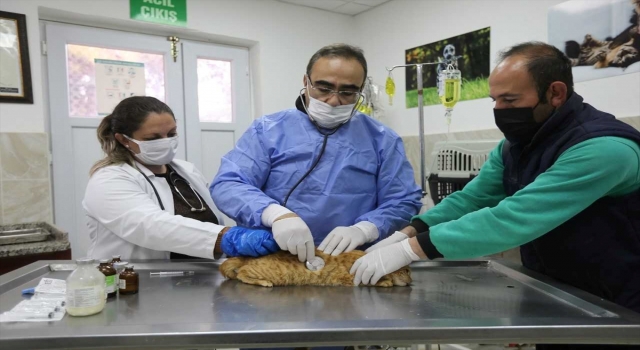 Gaziantep’te 6 bin sokak hayvanı tedavi edildi, bin sokak hayvanına yeni yuva bulundu