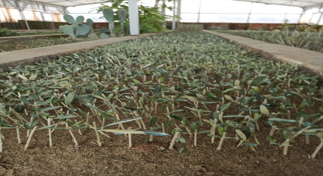 Kilis yağlık zeytinin gen kaynaklarının korunması için zeytin koleksiyon bahçesi kurulacak