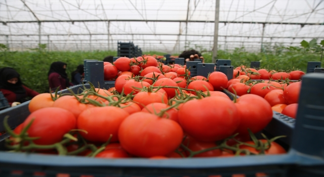 Türkiye’den 54 ülkeye 363,3 milyon dolarlık domates ihracatı