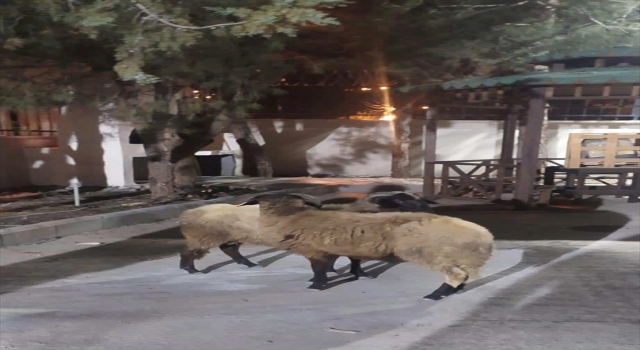Gaziantep’te koyun çalan şüpheli yakalandı