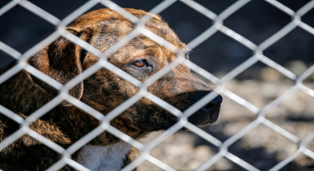 Diyarbakır’da tehlikeli ırktan 22 köpek koruma altına alındı