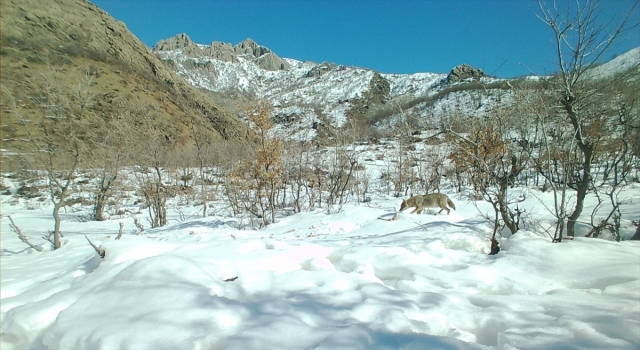 Şırnak’ın yaban hayatı fotokapanlara yansıdı 