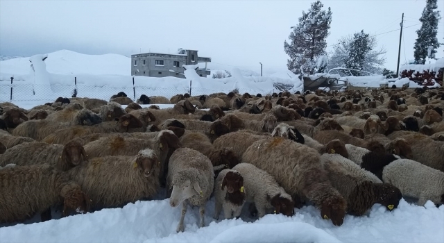 İslahiye’de kar nedeniyle 146 ahır zarar gördü