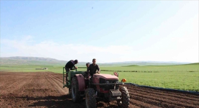 Siirt’te deneme amaçlı patates ekimi yapıldı