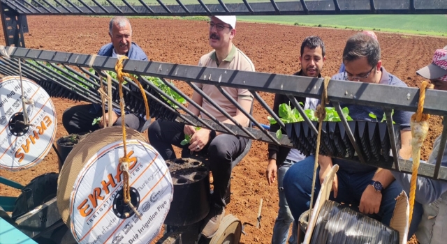 Kilis’e özgü Zabaran çeşidi patlıcanın dikimine başlandı