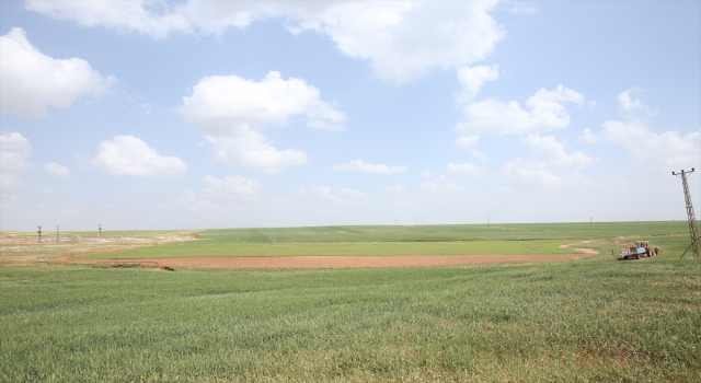 Mardin Büyükşehir Belediyesi çölyak hastalarına destek için çalışma başlattı