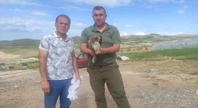 Şanlıurfa’da yaralı bulunan küçük kartal, balaban ve puhu kuşu tedavi altın alındı