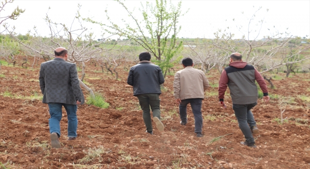 Fıstık üreticilerinin sorunlarını çözmek için köy köy dolaşıyorlar
