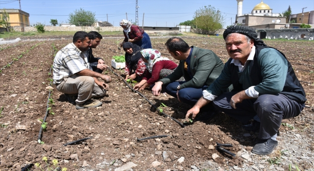 Şırnak’ta verilen desteklerle çiftçiler alternatif ürüne yöneldi