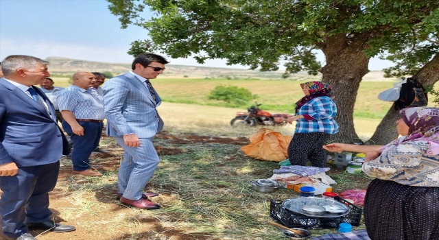 Adıyaman’da firik hasadına başlandı
