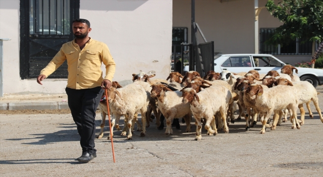 Şanlıurfa’da Kurban Bayramı öncesi hayvan pazarlarında hareketlilik başladı