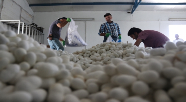 Diyarbakır Kulp’ta 70 ton hedefiyle yaş koza üretimi gerçekleştiriliyor