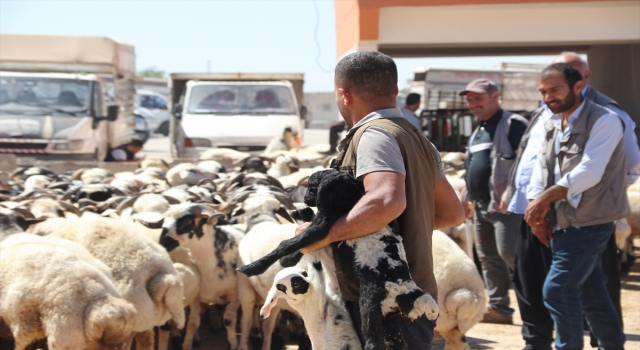 Şanlıurfa’daki hayvan pazarlarında hareketlilik