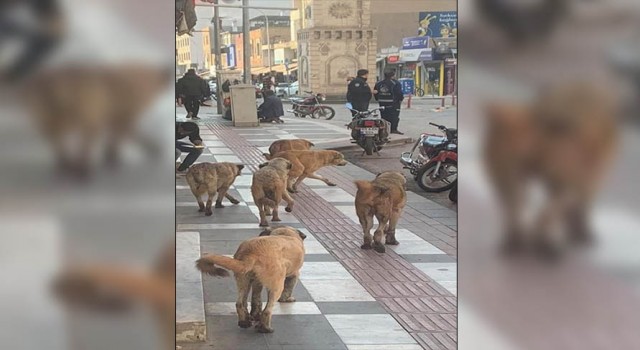 Viranşehir’de Başıboş Köpekler Tehlike Saçıyor