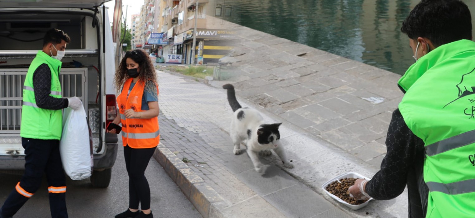 Yasakta sokak hayvanları unutulmadı