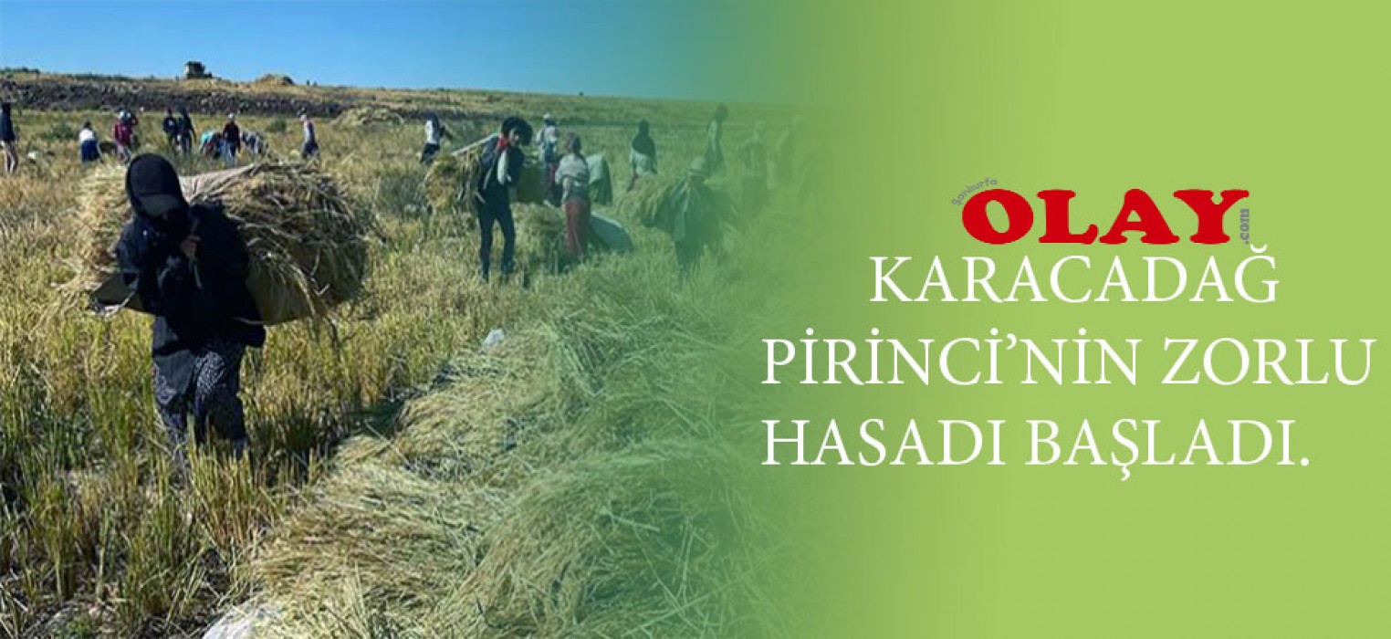 Karacadağ pirincinde hasat zamanı