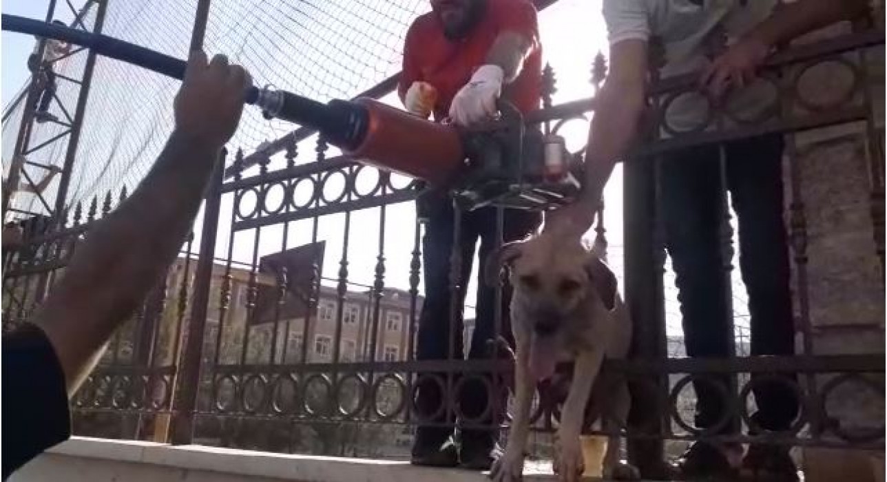 Demir Korkuluklara Sıkışan Köpeğin Yardımına İtfaiye Yetişti