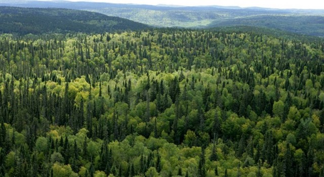 11 ilde bazı alanlar orman sınırları dışına çıkartıldı