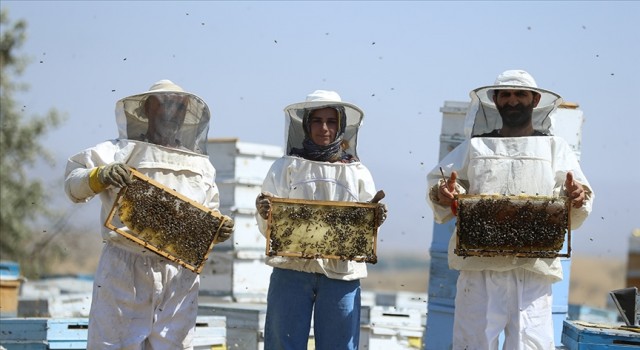 Baba ve çocukları verimli bal hasadı için arı gibi çalışıyor