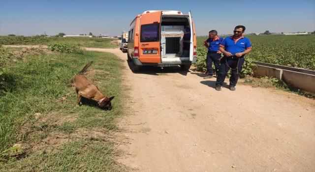 Şanlıurfa'da kaybolan çocuğu arama çalışmaları sürüyor