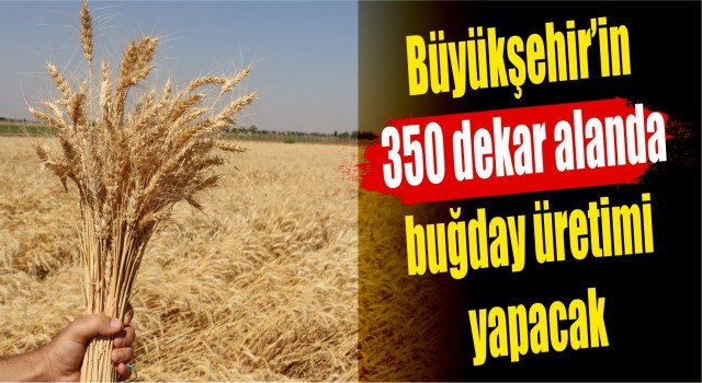 Büyükşehir’den buğday hasadı