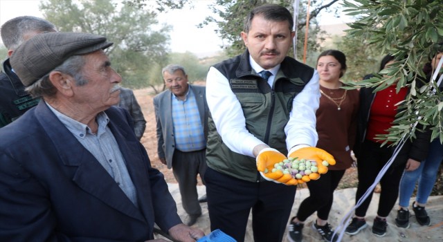 Şanlıurfa'da zeytin hasadı yapıldı