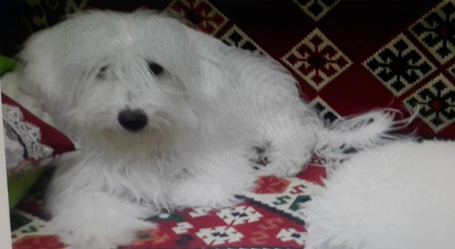 Araçtan kaçan süs köpeği aranıyor