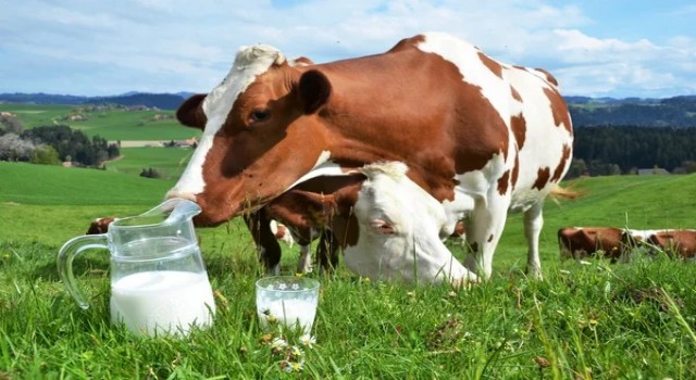 2022’de çiğ süt üretimi azaldı