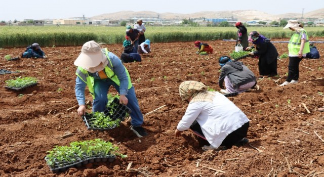 Şanlıurfa’da 200 bin isot fidesi toprakla buluştu