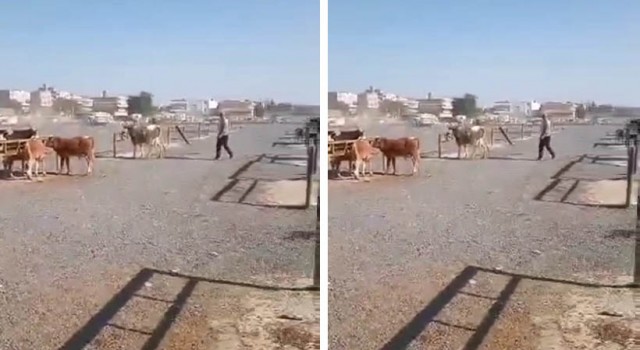 Urfa’da İki Grup Arasındaki Silahlı Kavga Kamerada