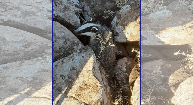Tedavisi Tamamlanan Porsuk Doğaya Salındı