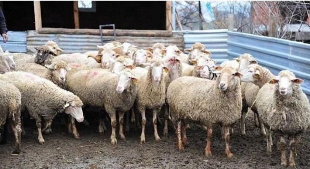 ‘Sonbahar Şap Aşılama’ Kampanyası