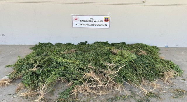 Urfa’da evinin bahçesini kenevir eken şüpheli gözaltına alındı