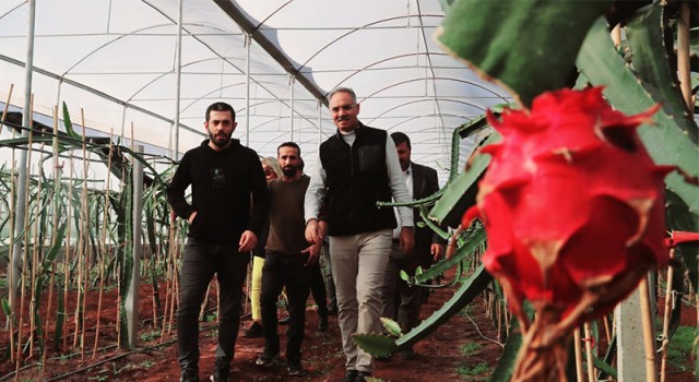 Şanlıurfa’da ejder meyvesi hasadı başladı