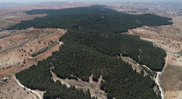 Türkiye’nin en ormanlık illeri