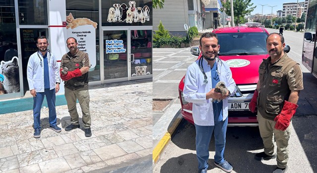 Şanlıurfa’da yaralı kulaklı orman baykuşu duyarlı vatandaşlar sayesinde kurtarıldı!