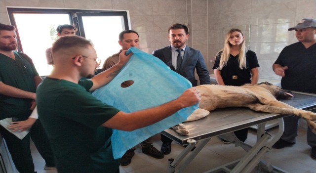 Urfa’da Sahipsiz Hayvanlar İle İlgili Çalışmalar Devam Ediyor