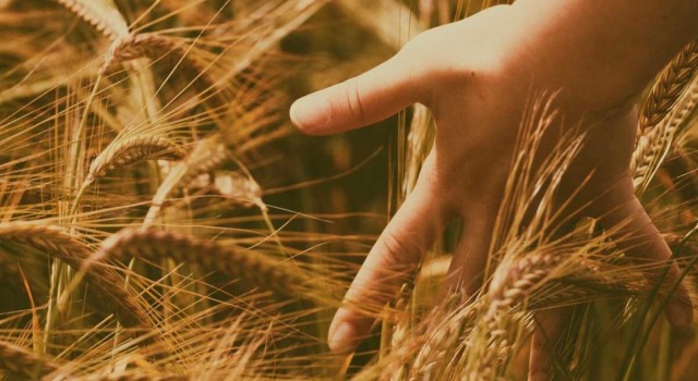 Ata Tohumuna Bilimsel Vefa: Ahmet Buğdayı Projesi Tamamlandı