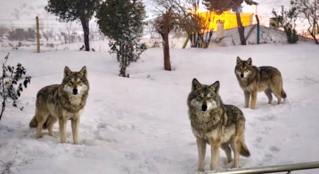 Şanlıurfa’da Korku Dolu Anlar: Yabani Kurtlar Mahalleye İndi