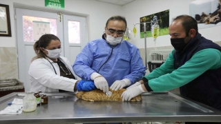 Gaziantep’te 6 bin sokak hayvanı tedavi edildi, bin sokak hayvanına yeni yuva bulundu