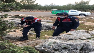 Gaziantep’te yaralı baykuşa jandarma sahip çıktı