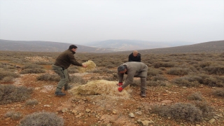 Kilis’te yaban hayvanları için doğaya yem bırakıldı
