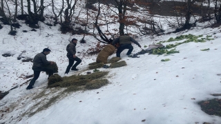 Toros Dağları Devlet Avlağına yem bırakıldı