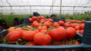 Türkiye’den 54 ülkeye 363,3 milyon dolarlık domates ihracatı