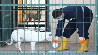 Siirt’teki rehabilitasyon merkezi ”tehlikeli ırk” köpeklerin de yuvası oldu