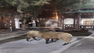 Gaziantep’te koyun çalan şüpheli yakalandı 