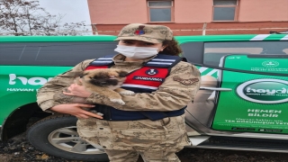 Kilis’te bakıma muhtaç 8 köpek barınağa teslim edildi