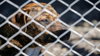 Diyarbakır’da tehlikeli ırktan 22 köpek koruma altına alındı